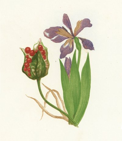 Iris fétide, Iris Foetidissima - English School